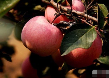 苹果园如何科学用药？苹果园施肥用药技巧